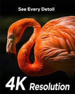 iZEEKER Dual-Lens Trail Camera 4K 48MP, WiFi Bluetooth Trail Cam with Starlight Night Vision, 120° Detection Angle 0.1s Trigger Time for Wildlife Monitoring with 32GB SD Card and 4 AA Batteries